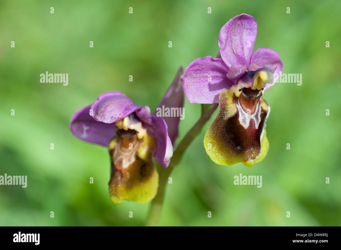 Biene Orchidee (Ophrys Apifera) Blumen Trilho Ambiental Castelejo in der Nähe von Vila DoBispo Costa Vicentina Algarve Portugal Stockfoto