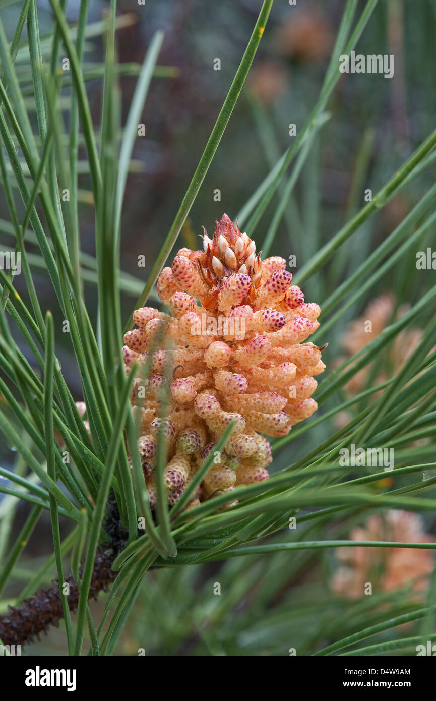 Seekiefer (Pinus Pinaster) Blütenstaub Kegel Trilho Ambiental do Castelejo nahe Vila Do Bispo Costa Vicentina Algarve Portugal Stockfoto