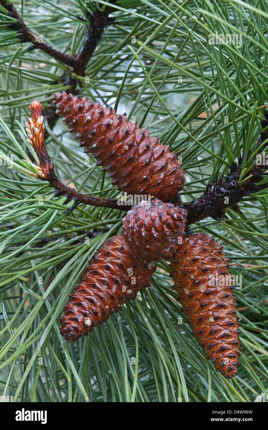 Seekiefer (Pinus Pinaster) Samen Kegel Trilho Ambiental Castelejo Trail in der Nähe von Vila Do Bispo Costa Vicentina Algarve Stockfoto