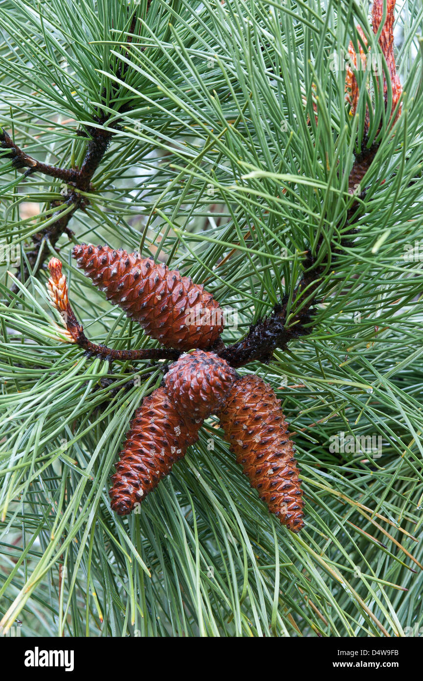 Seekiefer (Pinus Pinaster) Samen Kegel auf einem Baum am Trilho Ambiental Castelejo Trail in der Nähe von Vila Do Bispo Costa Vicentina Stockfoto