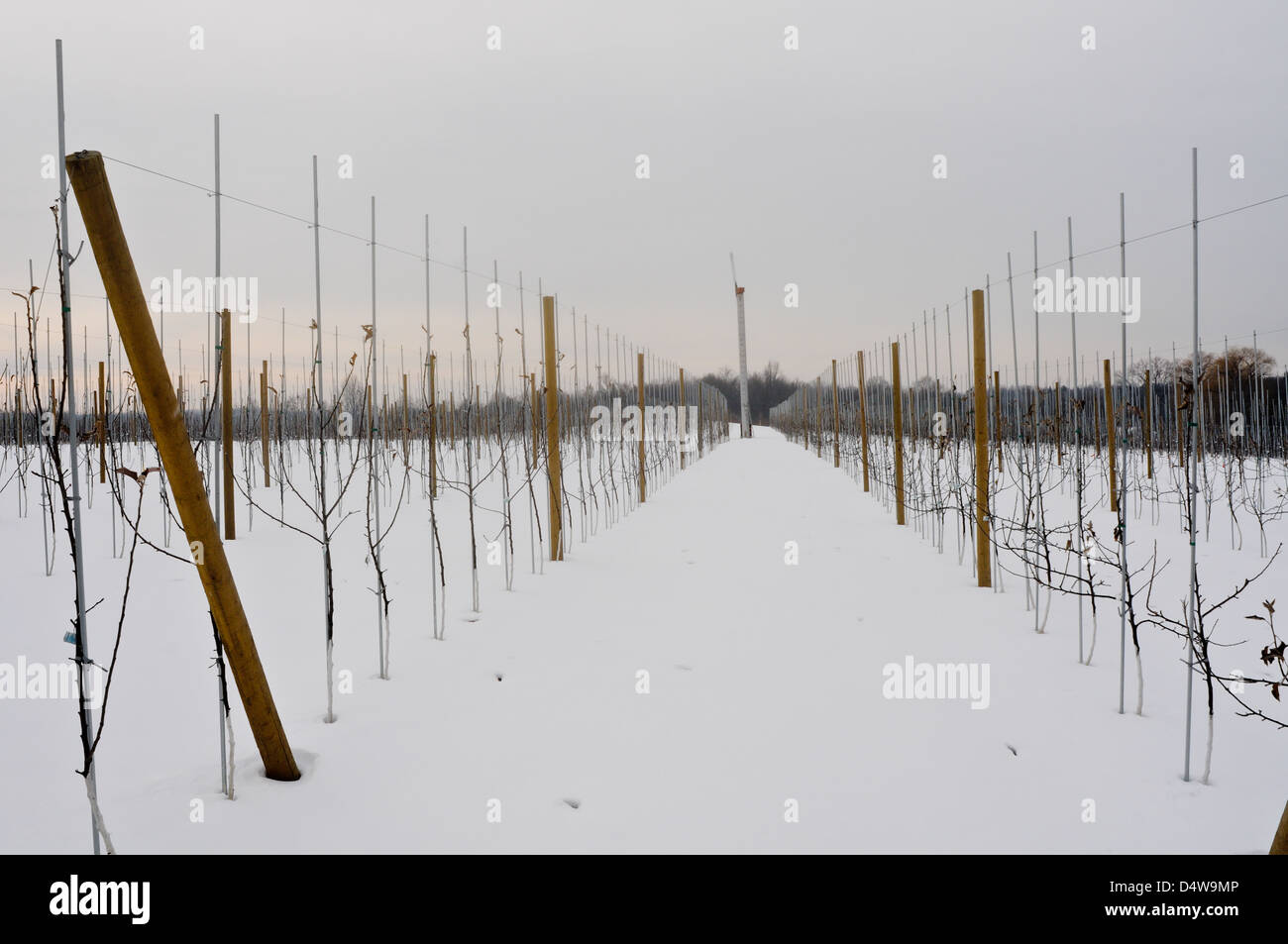 Apfelplantage im Winter mit Windmaschine, Upstate New York Stockfoto