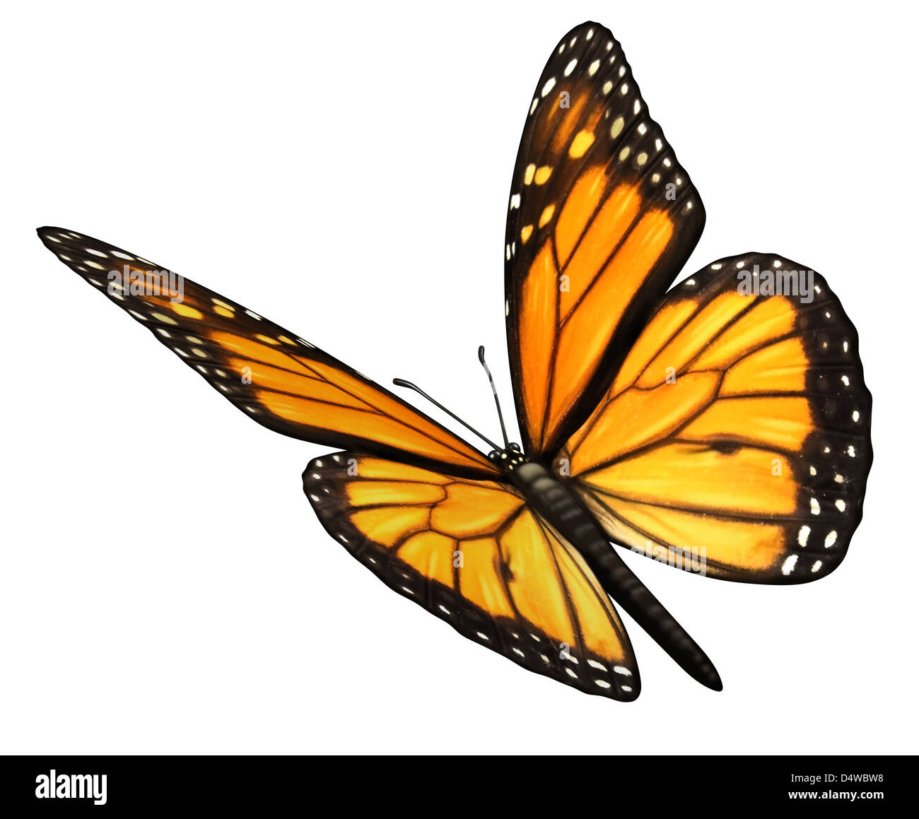 Monarchfalter auf einem weißen Hintergrund isoliert abgewinkelt in einer drei-Viertel-Ansicht mit offenen Flügeln als natürliche Symbol der wandernde Insekten Schmetterlinge fliegen, die Sommer darstellt und die Schönheit der Natur. Stockfoto