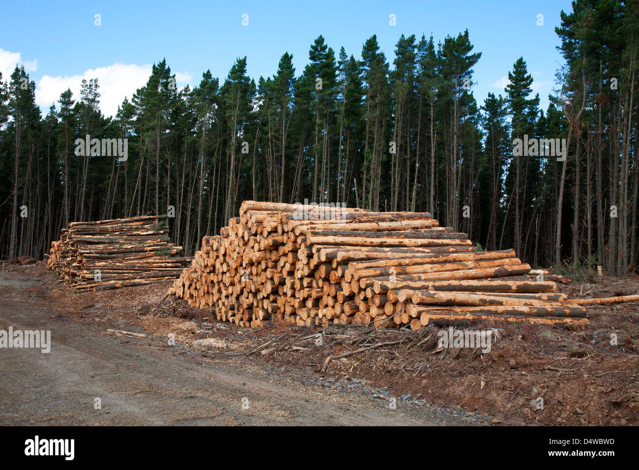 Protokollierung der Plantage gepflanzt Pinus Radiata Holz - Stapel von Schnittholz Protokolle bereit für den Transport Stockfoto