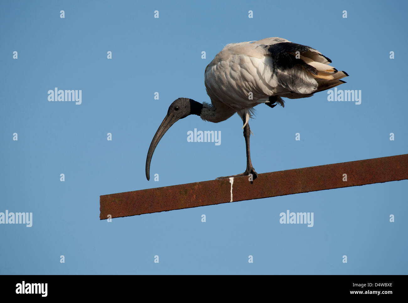 Die australische weißer Ibis (Threskiornis Molukken) thront auf einem rostigen Post vor einem strahlend blauen Himmel Stockfoto