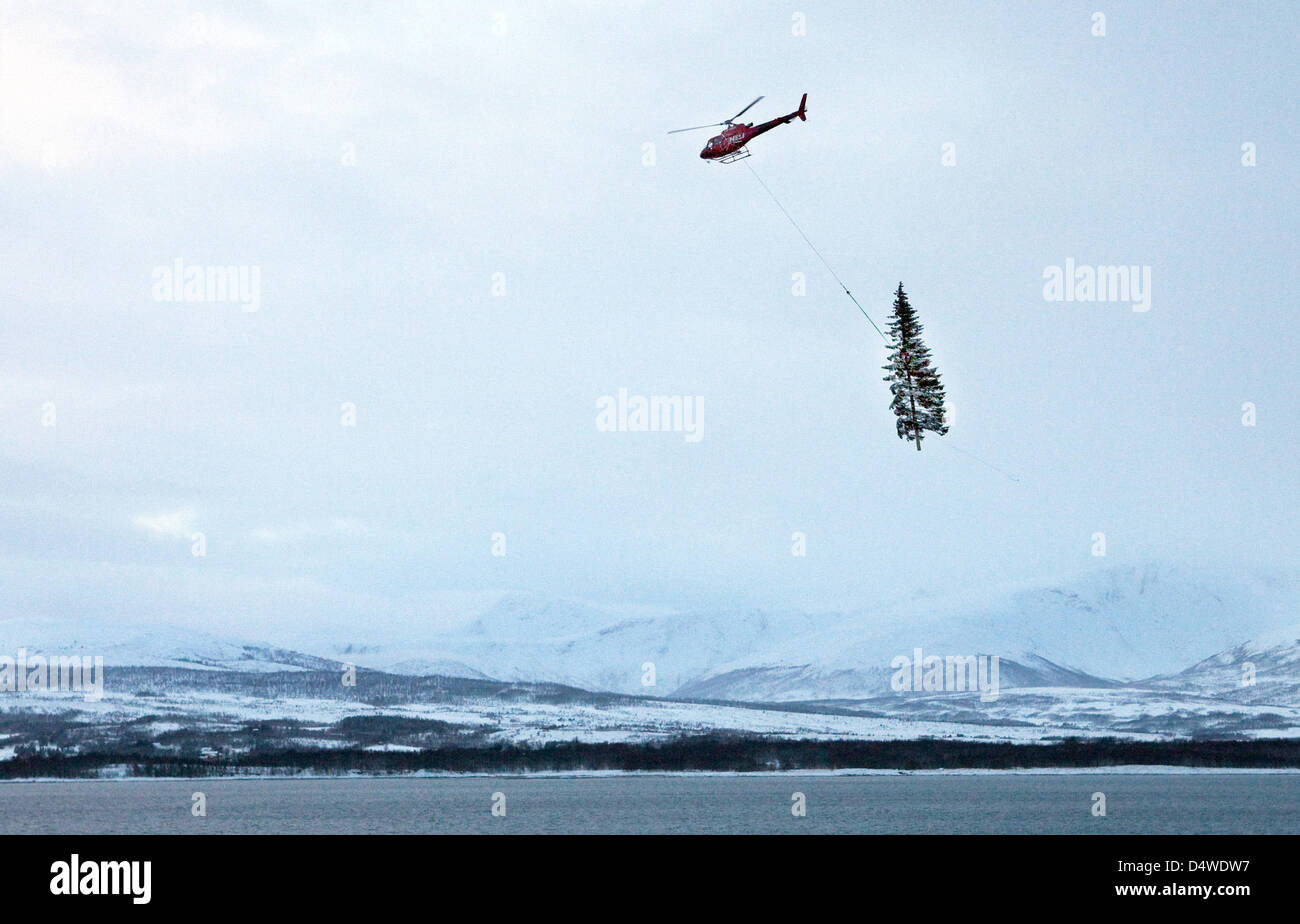 Ein Hubschrauber Transportiert Einen Weihnachtsbaum Nach Tromso
