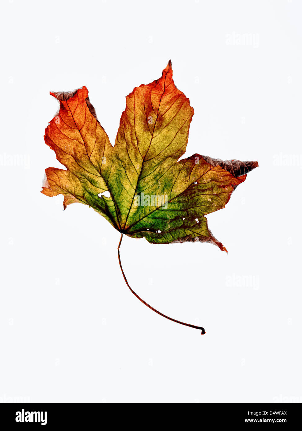 Nahaufnahme von getrockneten Blättern im Herbst Stockfoto