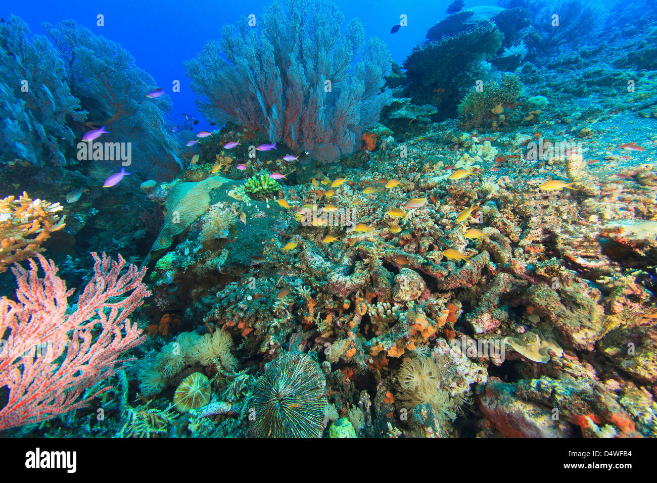 Fische schwimmen im Korallenriff Stockfoto