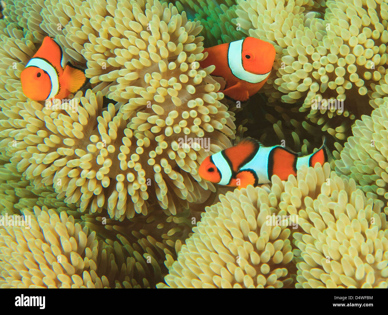 Anemonenfische Schwimmen im anemone Stockfoto