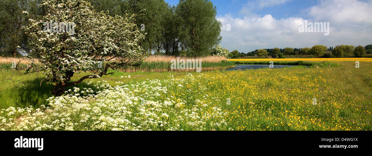 Sommer Blumenwiesen, Fluss Nene Valley, in der Nähe von Castor Dorf, Grafschaft Cambridgeshire, England; Großbritannien; UK Stockfoto