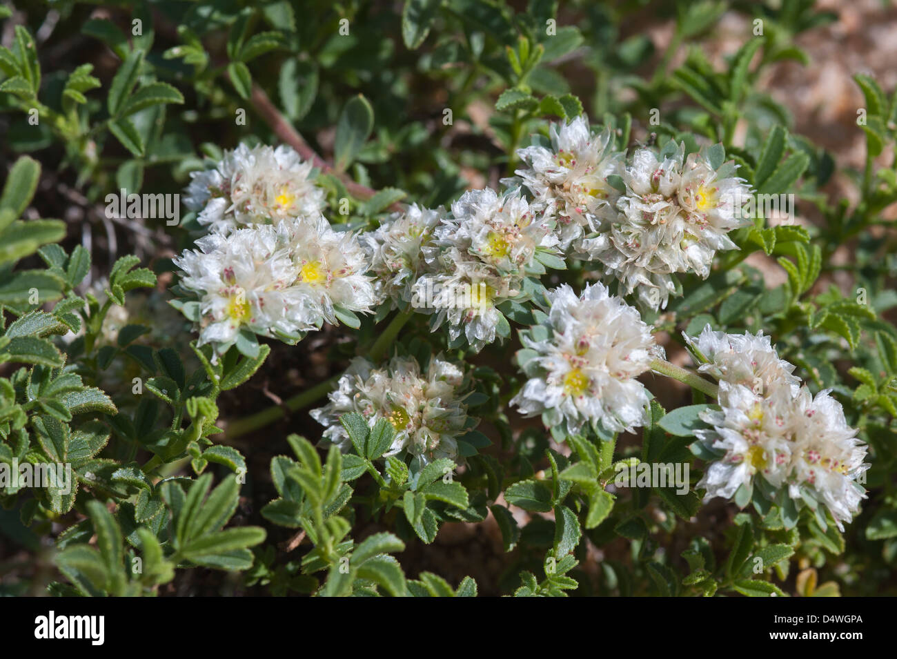 Paronychia Capitata? Blumen auf Düne Praia Grande de Pera Algarve Portugal Europa Anfang März 2013 Stockfoto