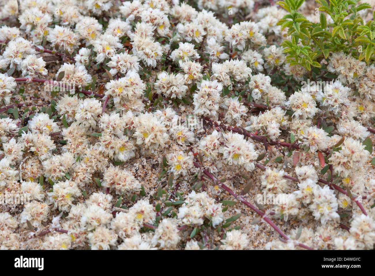 Paronychia Capitata? Blumen auf Düne Praia Grande de Pera Algarve Portugal Europa Anfang März 2013 Stockfoto