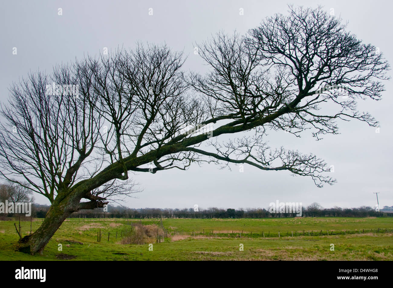 Baum durch den Wind gebeugt Stockfoto