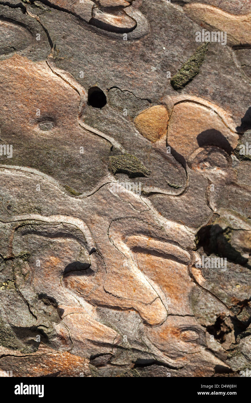 Detaillierte Nahaufnahme Kiefer Baum Rinde Hintergrundtextur Stockfoto