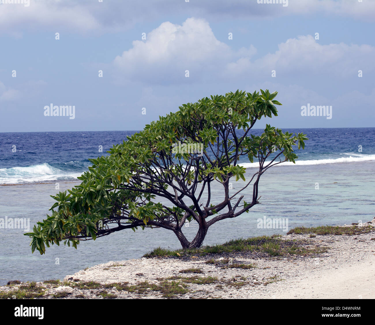 Strand-Baum Stockfoto