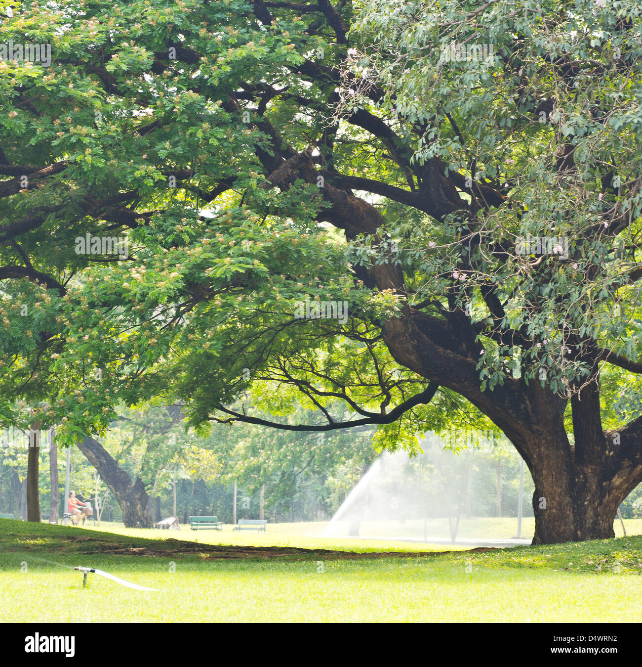 Baum im park Stockfoto