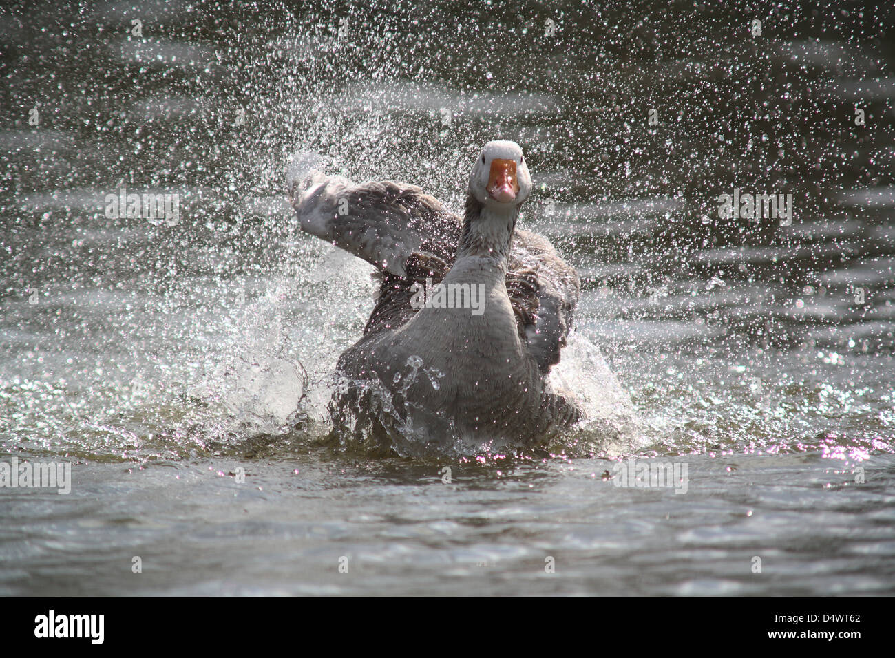 Inländische Gans Stockfoto