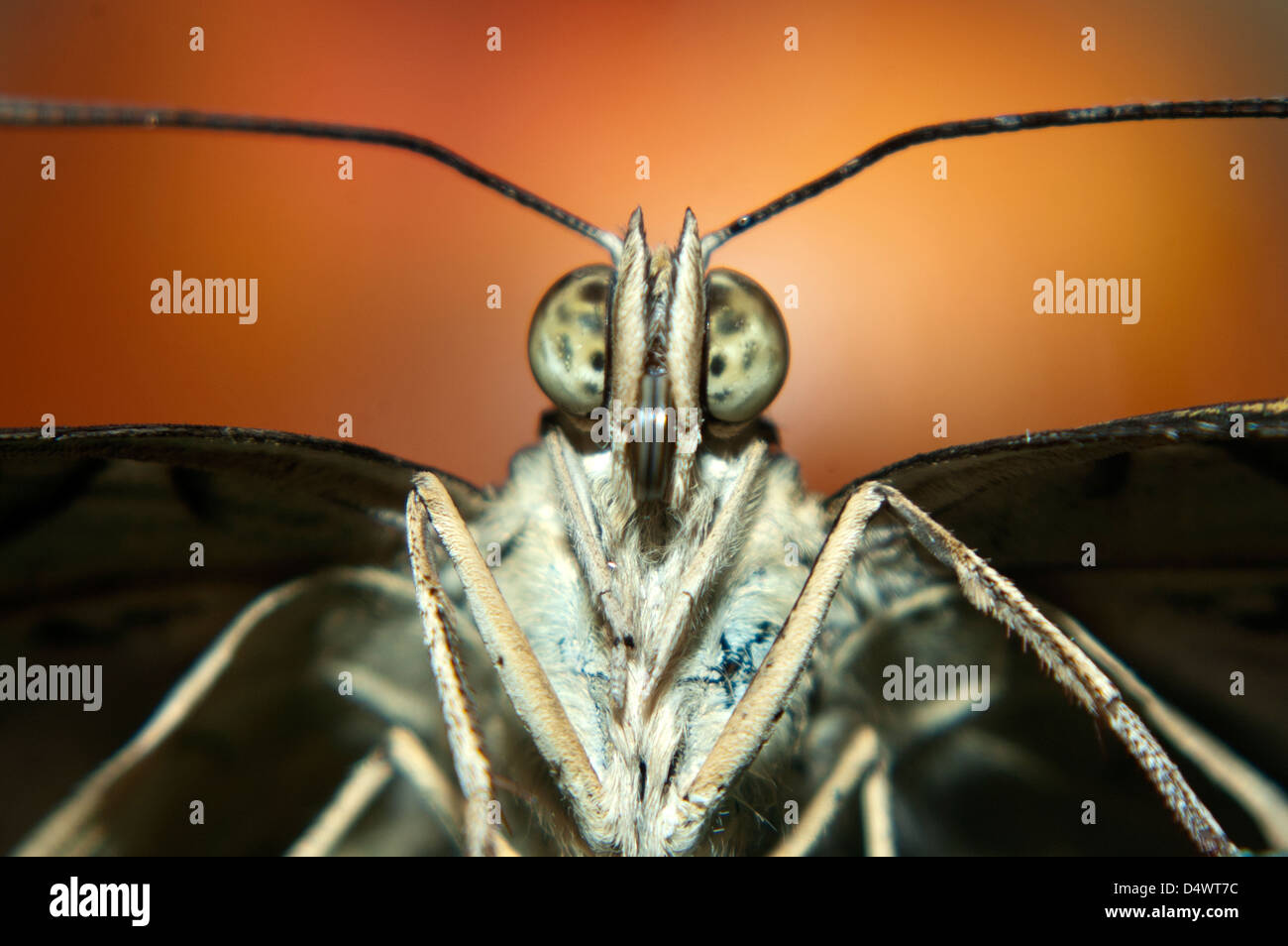Nahaufnahme Bild eines Schmetterlings Stockfoto