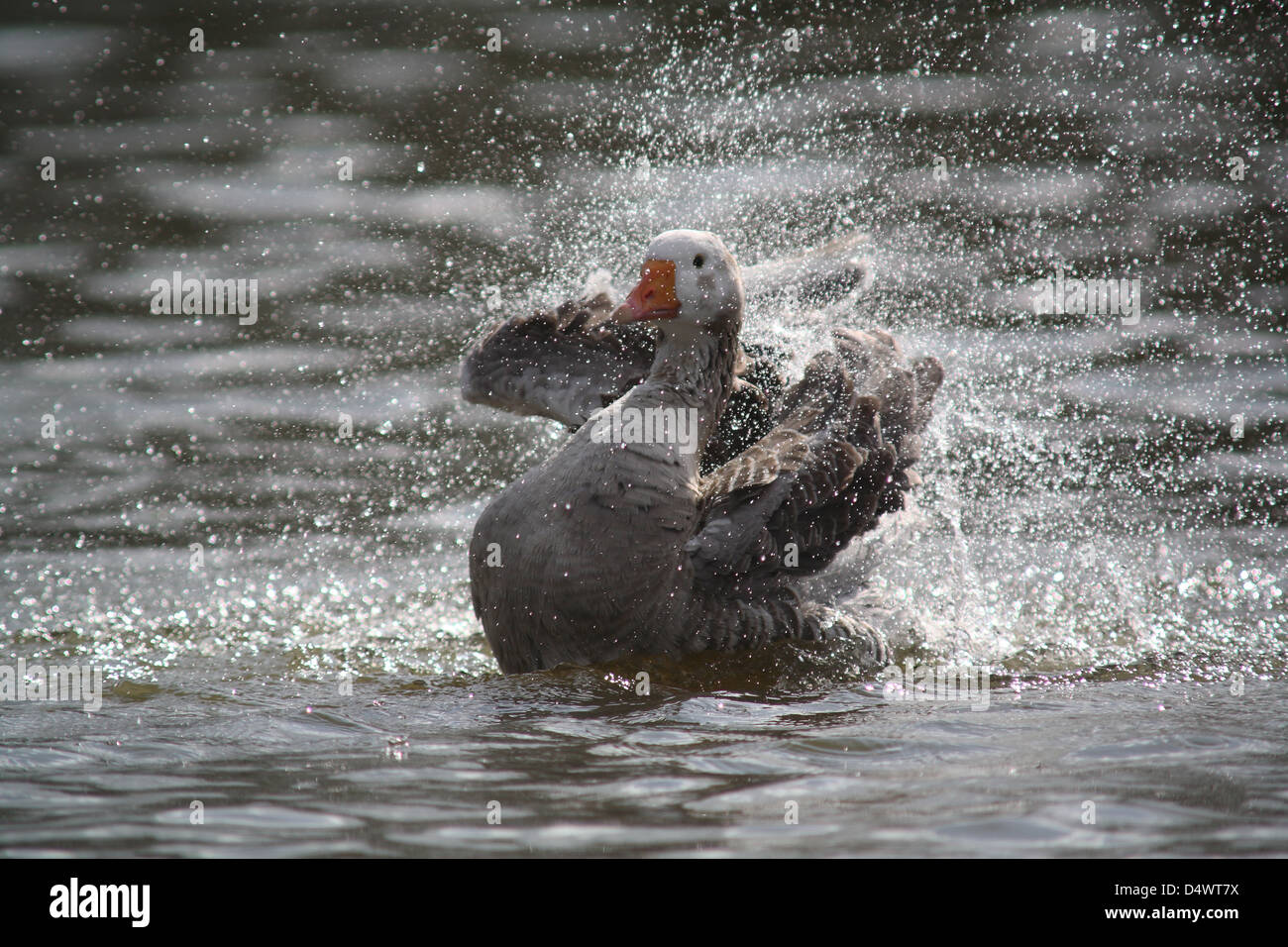 Inländische Gans Stockfoto