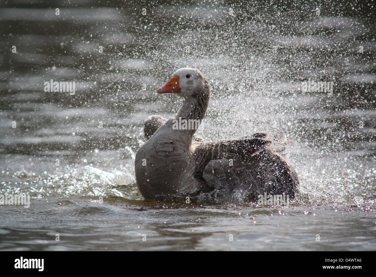Inländische Gans Stockfoto