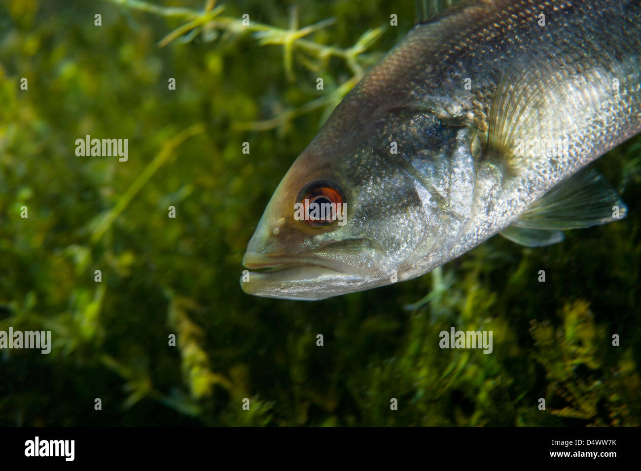 Eine Nahaufnahme von einem Jugendlichen Florida Largemouth Bass. Stockfoto