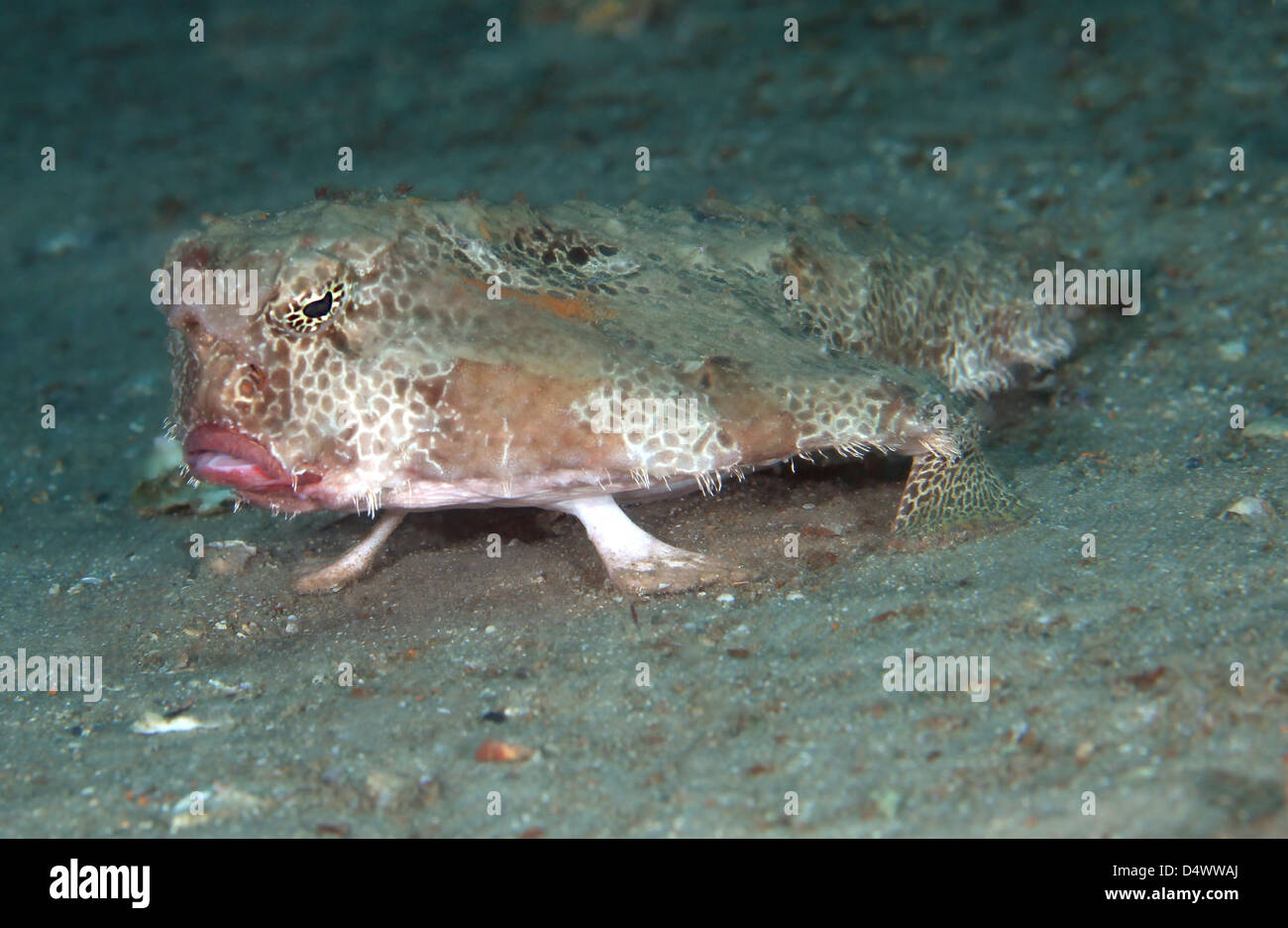 Polka-Dots Fledermausfischen aufstehen auf sein Bein wie Flossen. Stockfoto