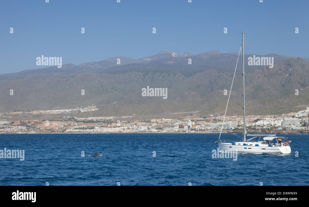 Delfinbeobachtung in der Bucht von Teneriffa, Kanarische Inseln, Spanien. Stockfoto