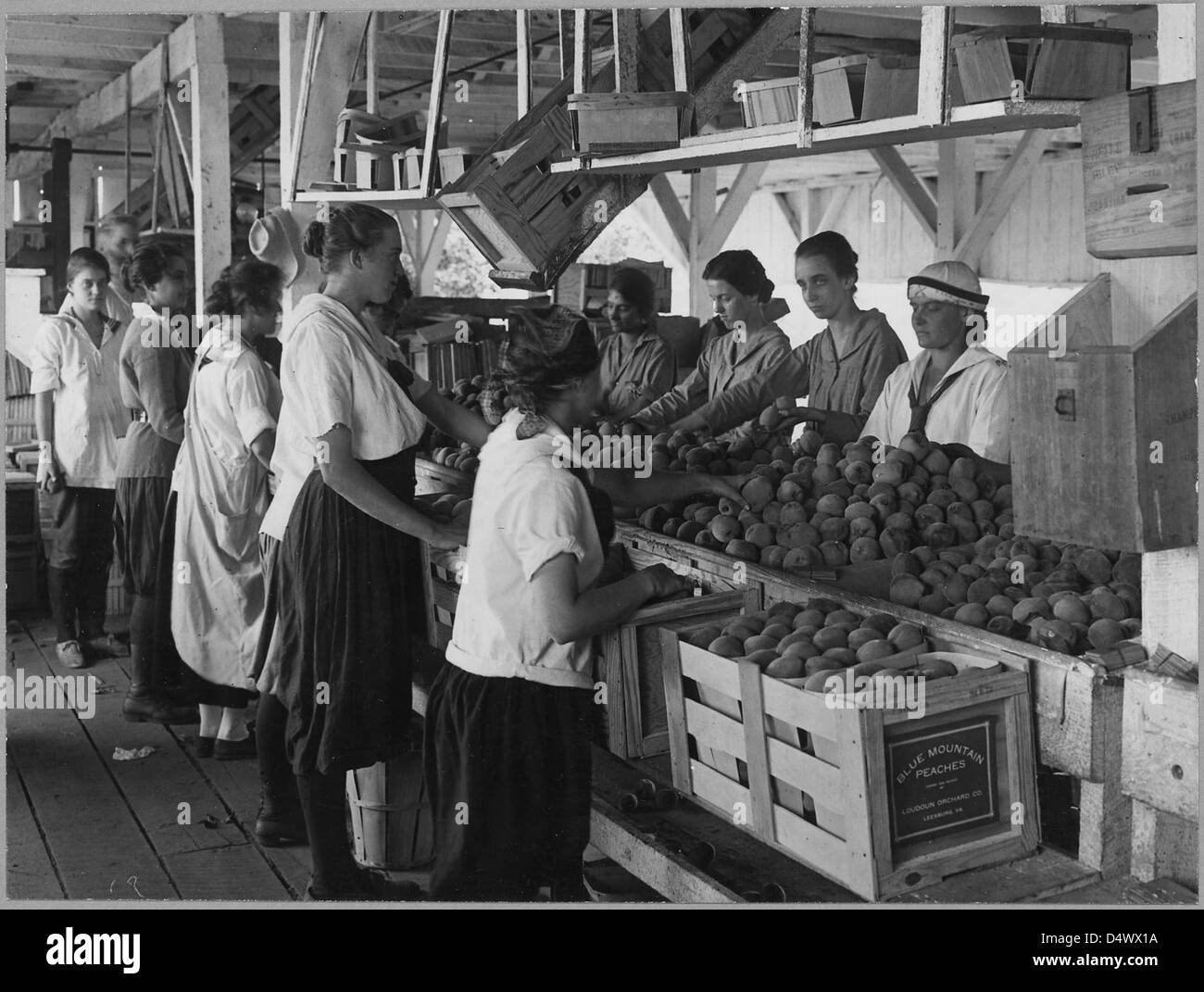 Ersten Weltkrieg Farmerettes Pack Pfirsiche auf einer Farm in Virginia Früchte im August 1917 Stockfoto