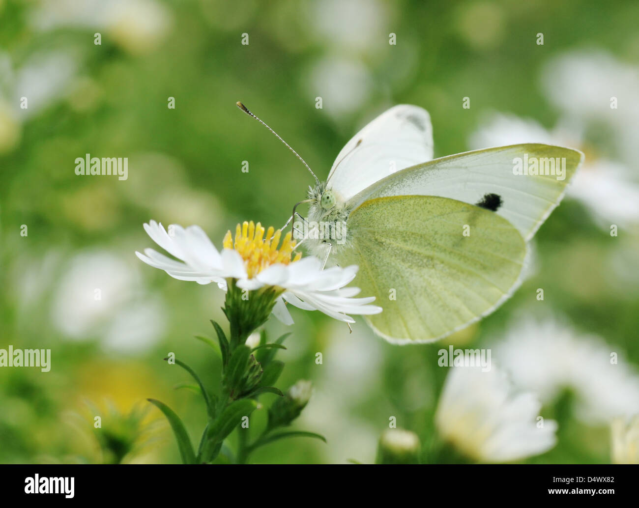 Nahaufnahme von weißer Kohl Schmetterling auf Blume Stockfoto