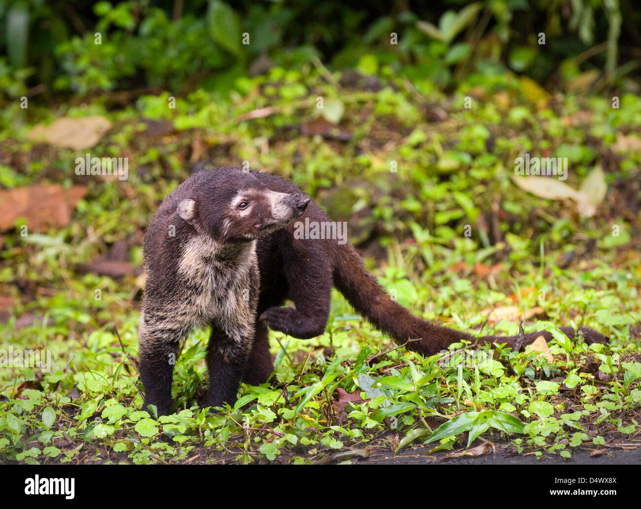 Weiße Nase Nasenbär (Nasua Narica) Stockfoto