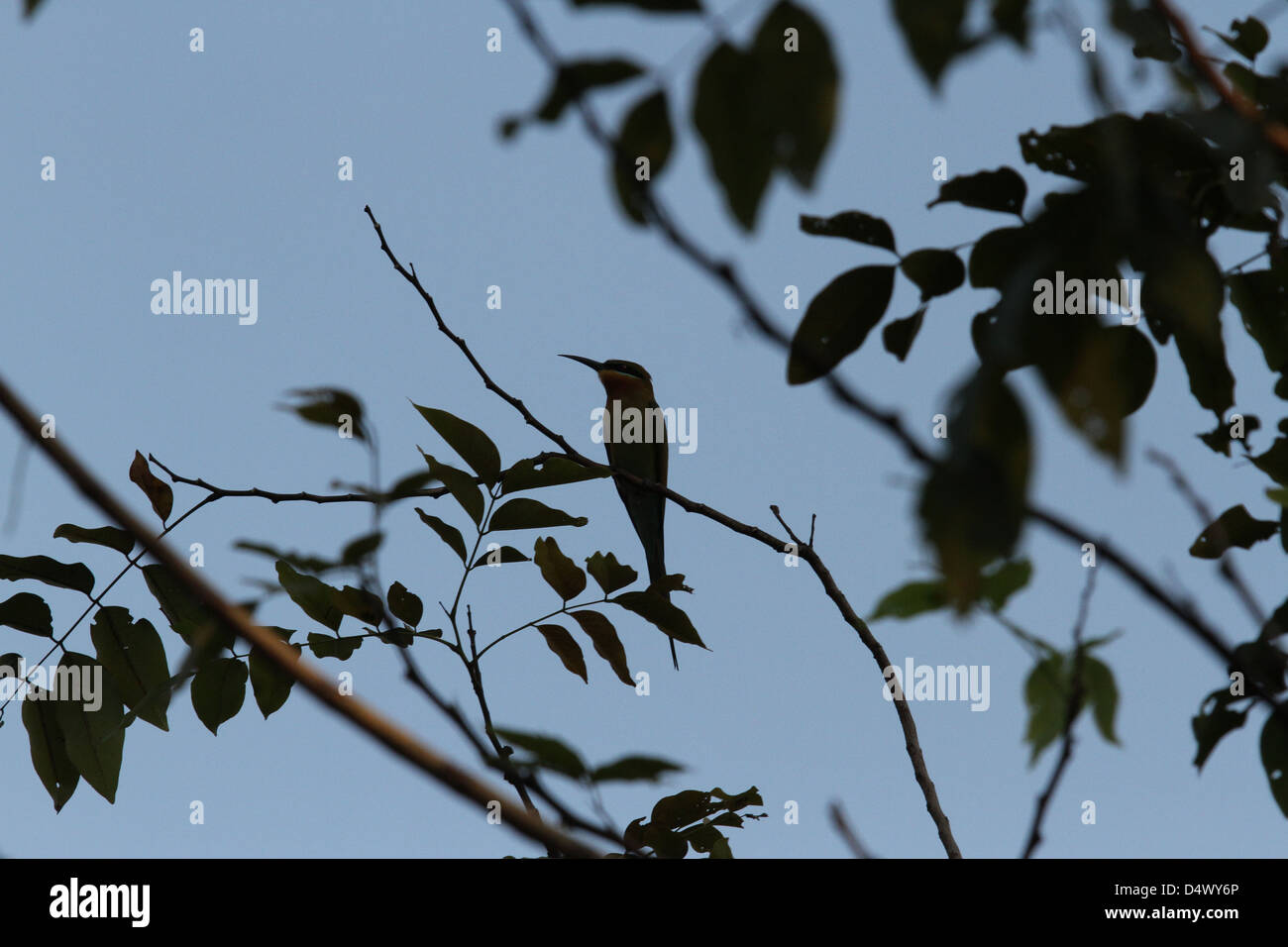 einsamer Vogel auf einem Ast Stockfoto