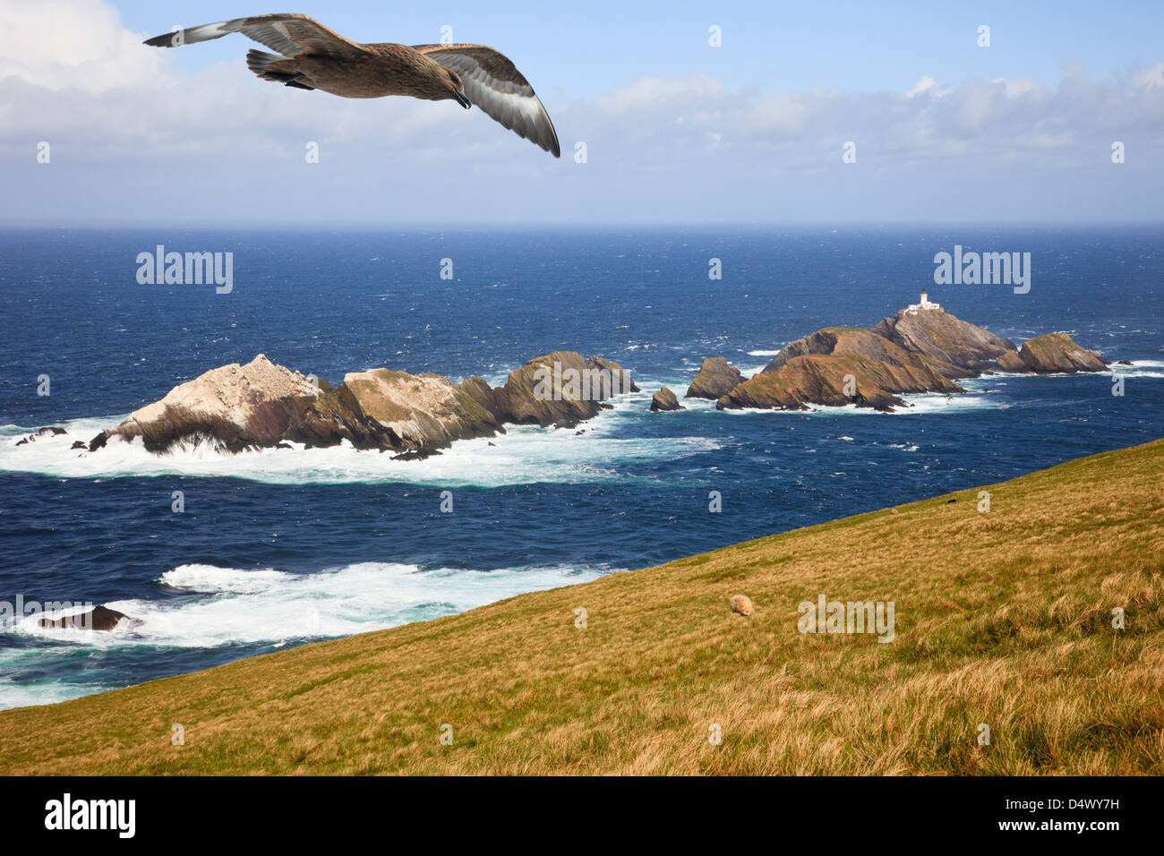 Muckle Flugga felsigen Inseln von hermaness National Nature Reserve mit großer Skua flying Overhead. Burrafirth, Unst, Shetlandinseln, Schottland, Großbritannien Stockfoto