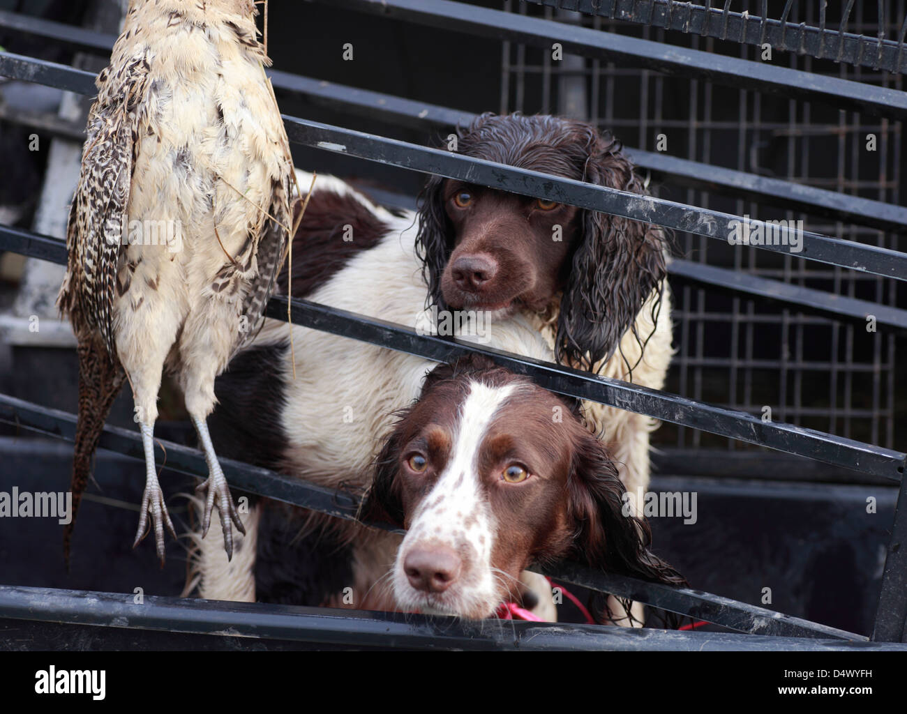 Spaniel bei Arbeiten auf einem Fasan schießen in Norfolk. Stockfoto