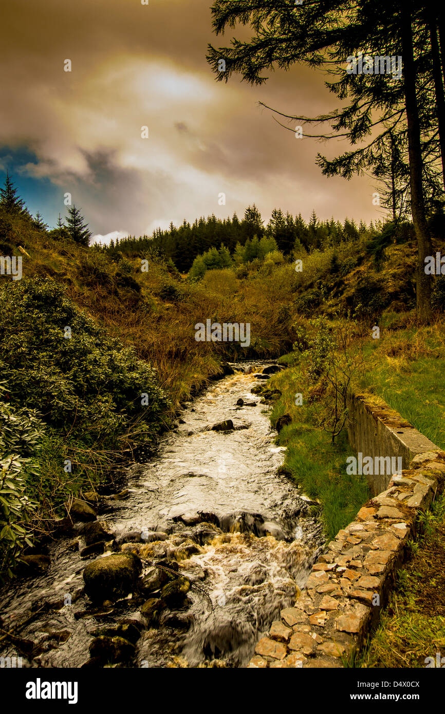 Ballypatrick Forest County Antrim-Nordirland Stockfoto