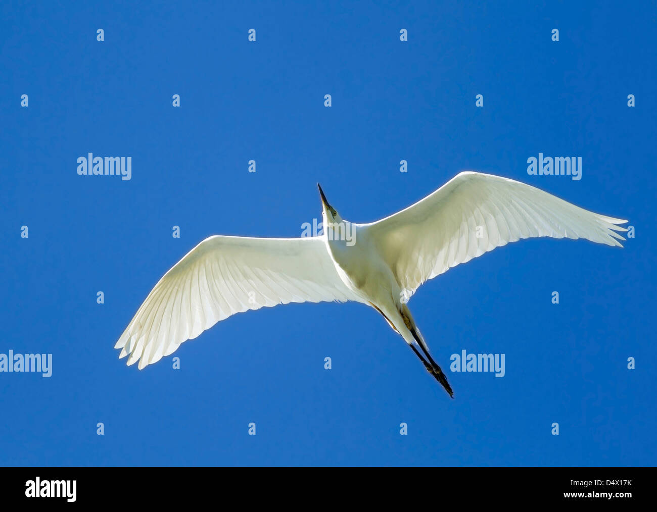 Silberreiher über den See Stockfoto