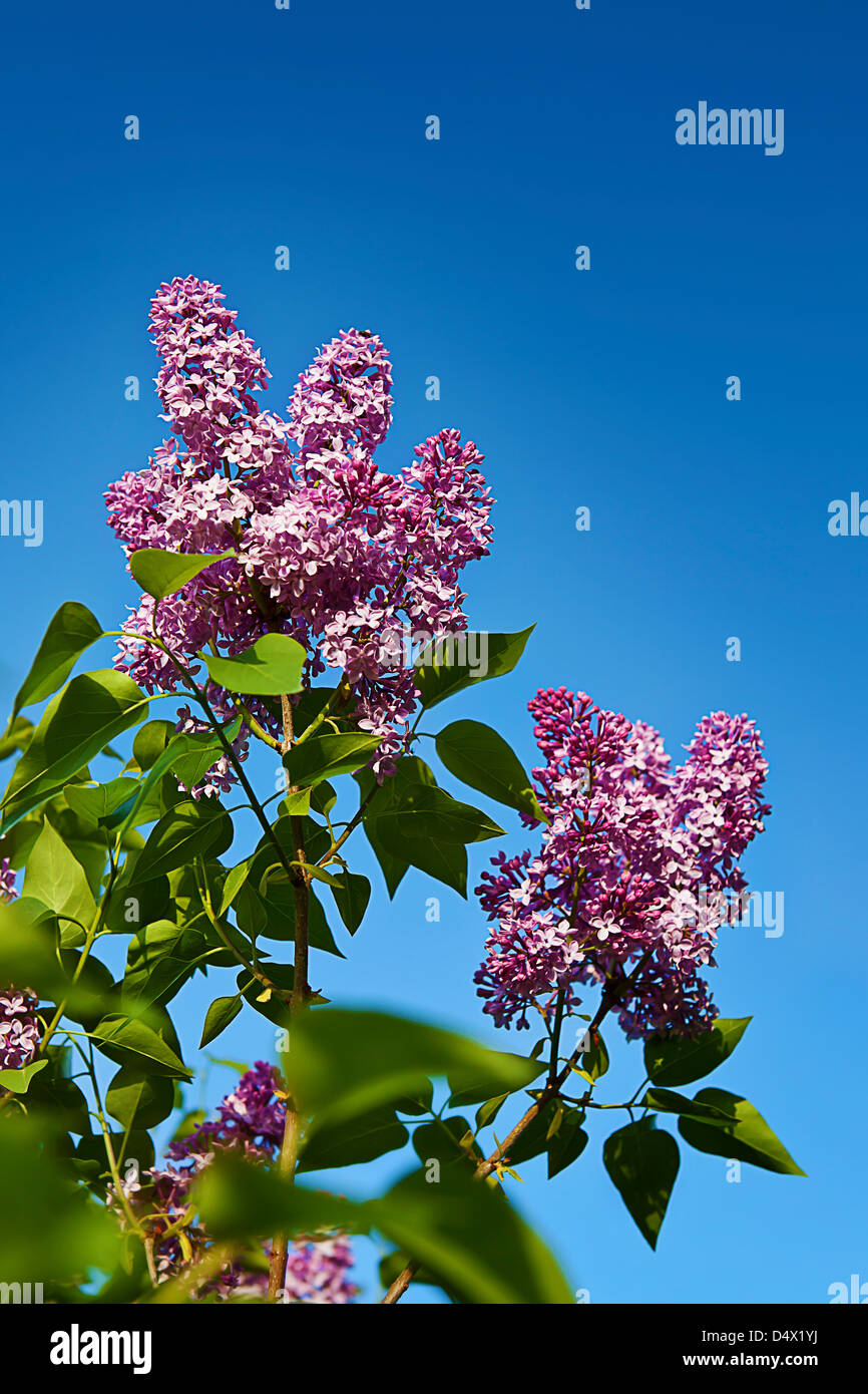 schöne Flieder auf den sauberen blauen Himmel Hintergrund Stockfoto