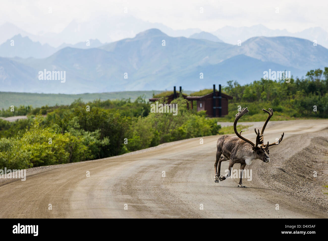 Woodland Caribou (Rangifer Tarandu), auf den Denali Park Road, Denali National Park & zu bewahren, Alaska, USA Stockfoto