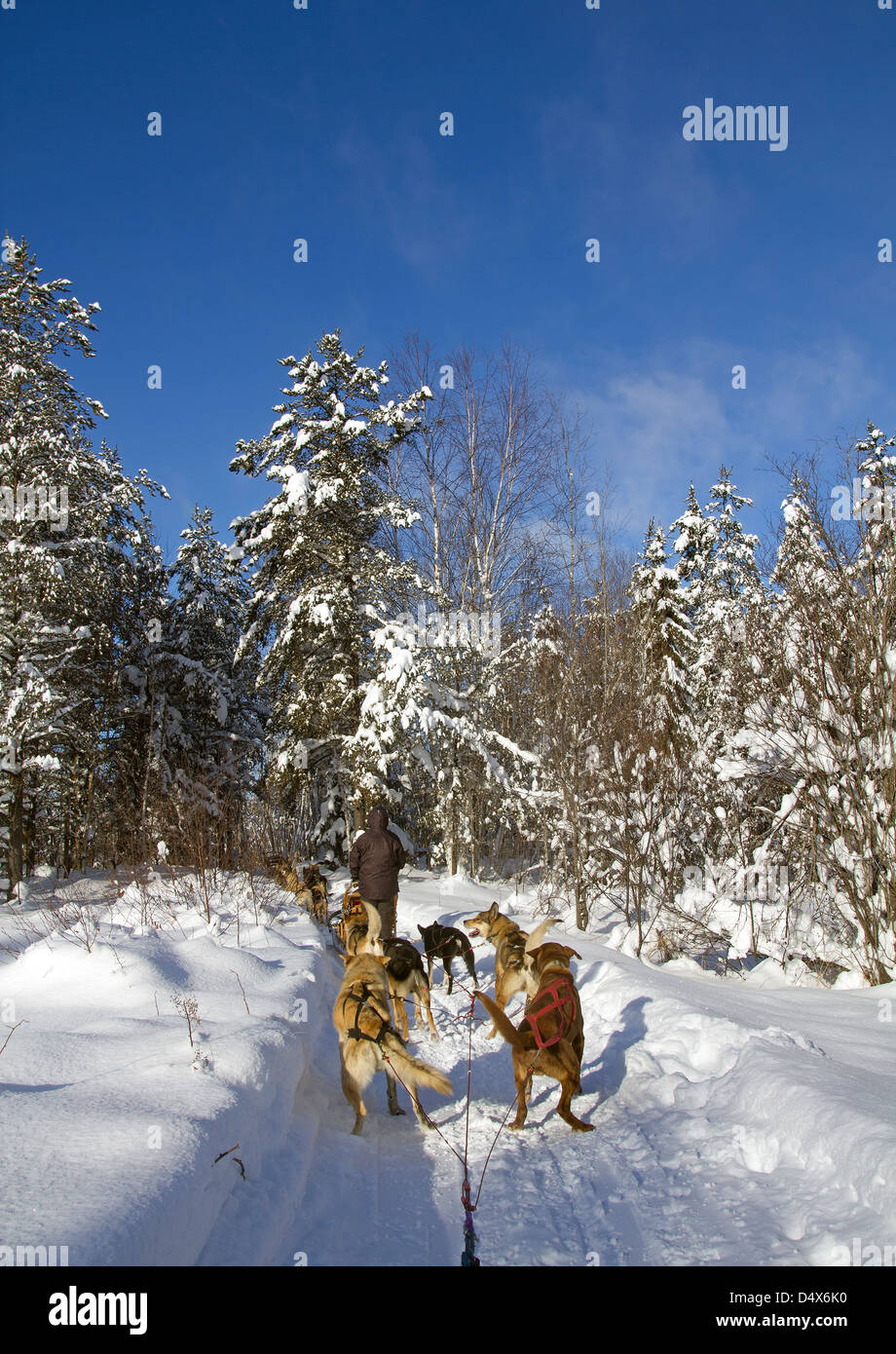 Hundeschlitten Stockfoto