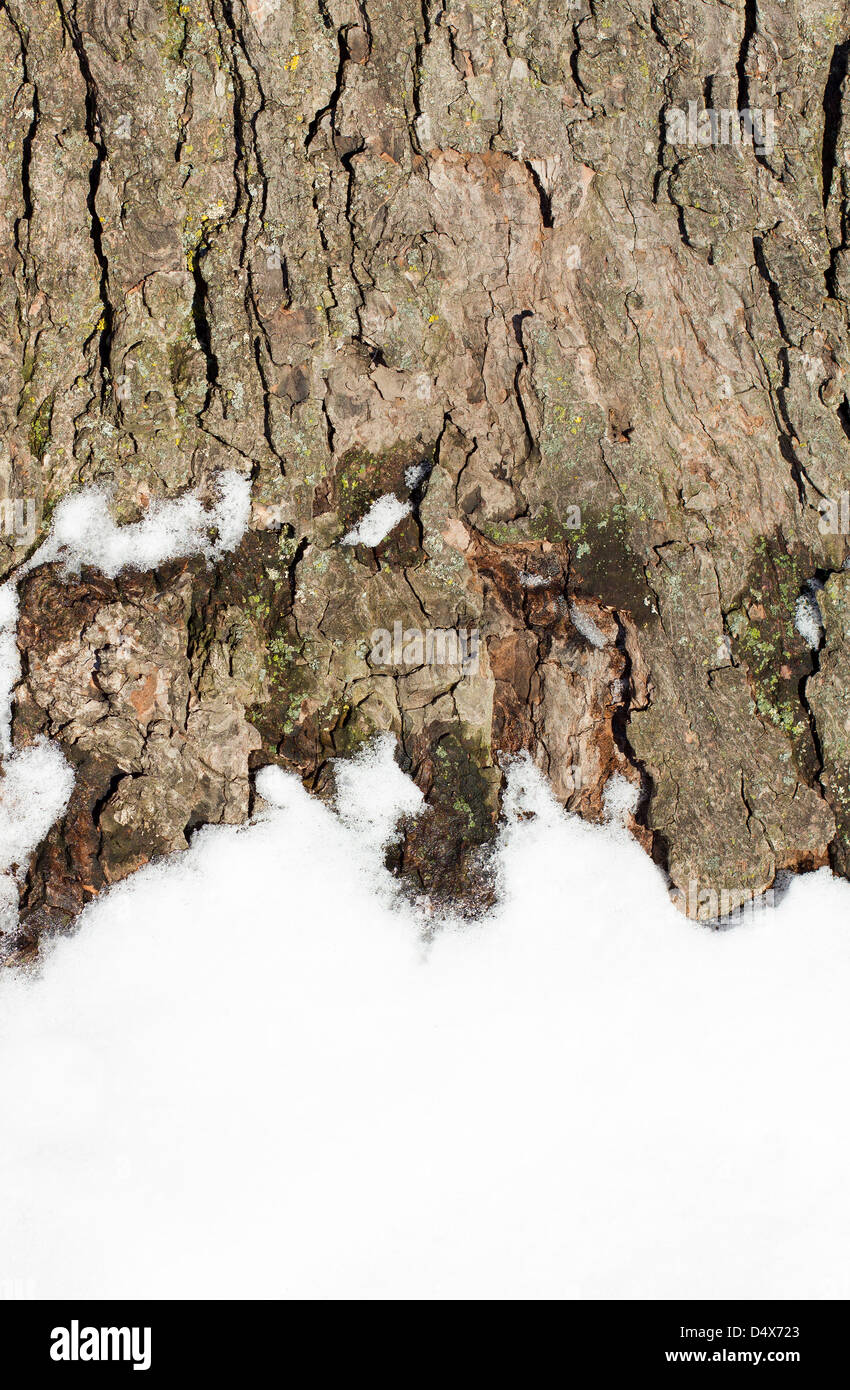 verschneite Baumrinde Stockfoto