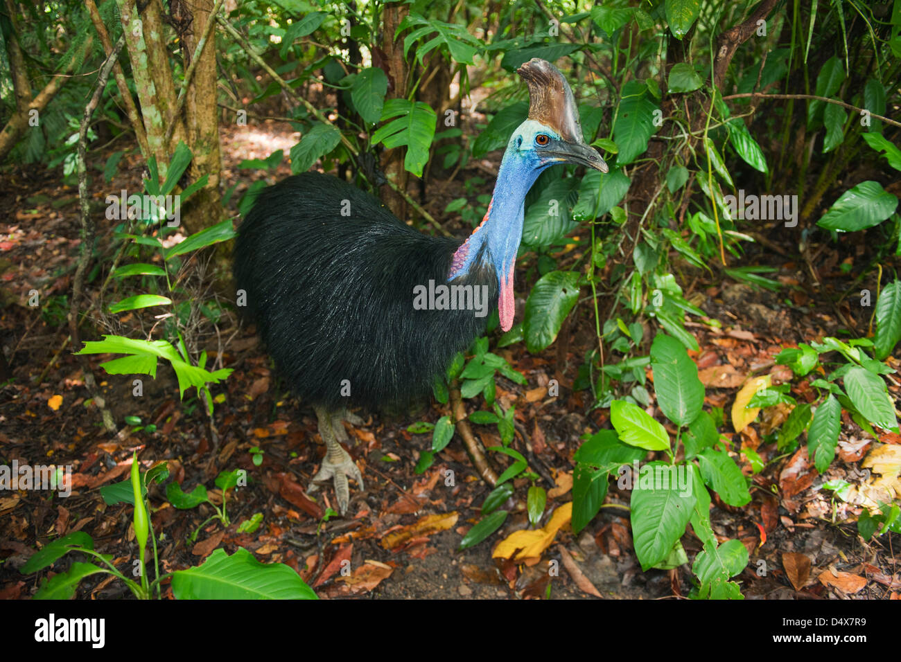 Südlichen Double-Wattled Helmkasuar (Casuarius Casuarius), Erwachsene männlich, Atherton Tablelands, Queensland, Australien gefährdet oder Stockfoto