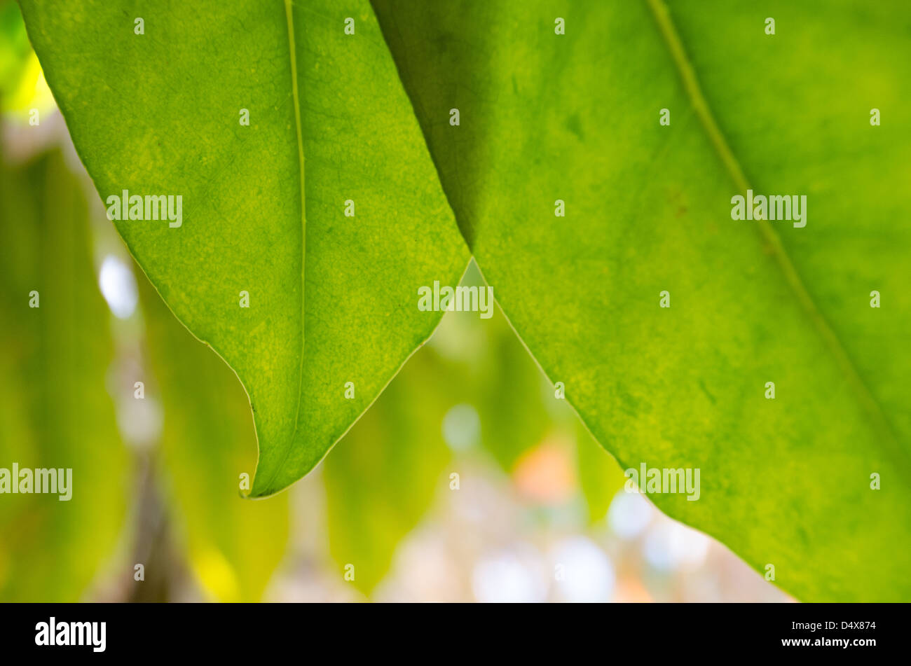 Natürlichen grünen Hintergrundtextur mit zwei gelben und grünen Blättern und sanft wieder in den frühen Morgenstunden von der Sonne Licht Stockfoto