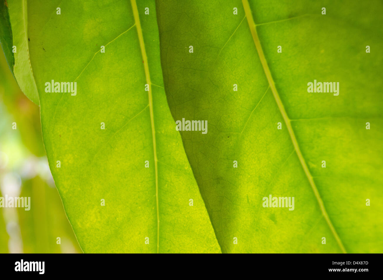 Natürlichen grünen Hintergrundtextur mit zwei gelben und grünen Blättern und sanft wieder in den frühen Morgenstunden von der Sonne Licht Stockfoto