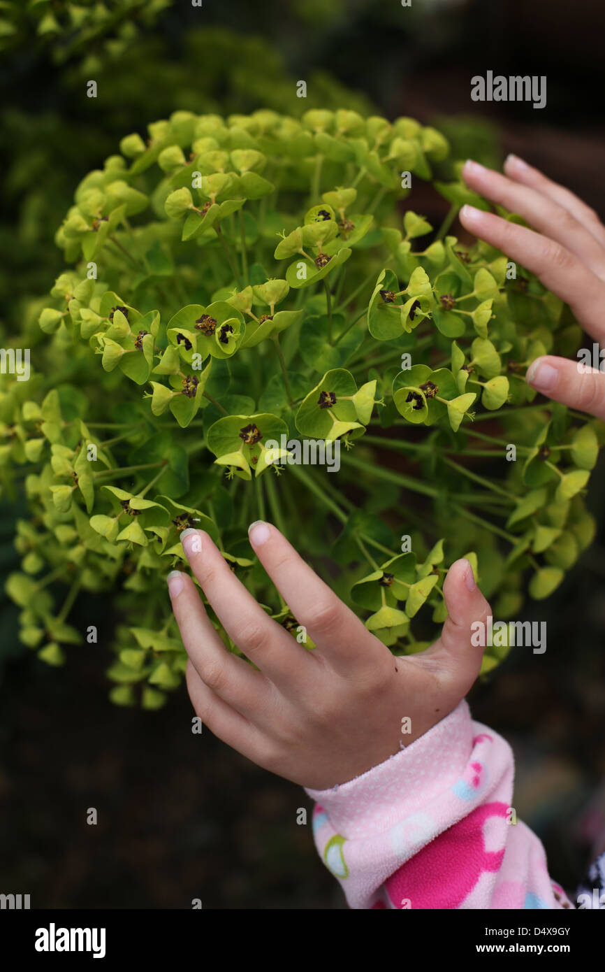 Die Hände des Kindes Berühren eines grünen blühenden Euphorbia Anlage. Stockfoto