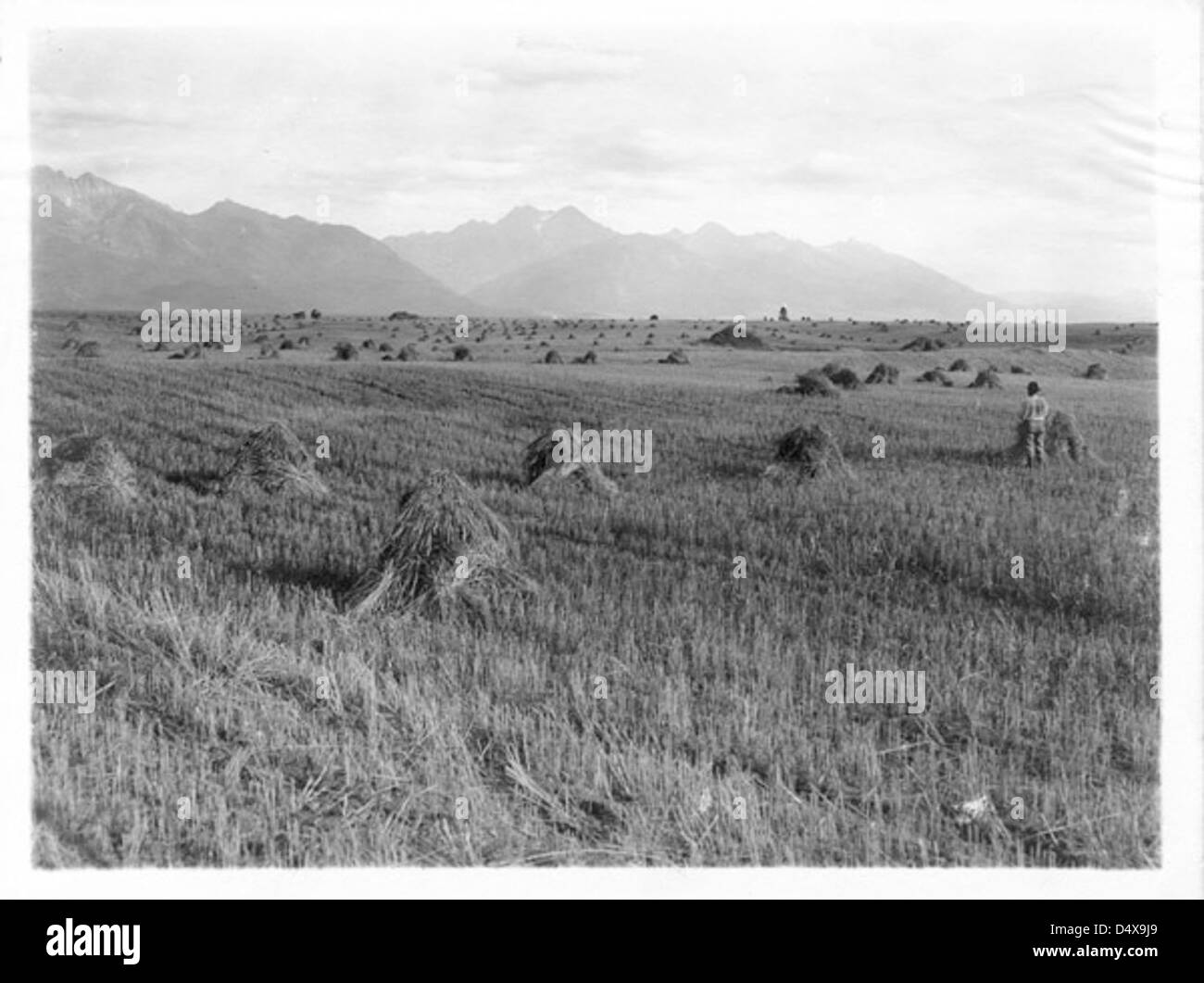 Dieses Foto zeigt gestapeltes Heu in einem Feld auf der Flathead Reservation in Montana, Teil des Flathead Berigation Project, das landwirtschaftliche Arbeiten in der Region veranschaulicht. Stockfoto