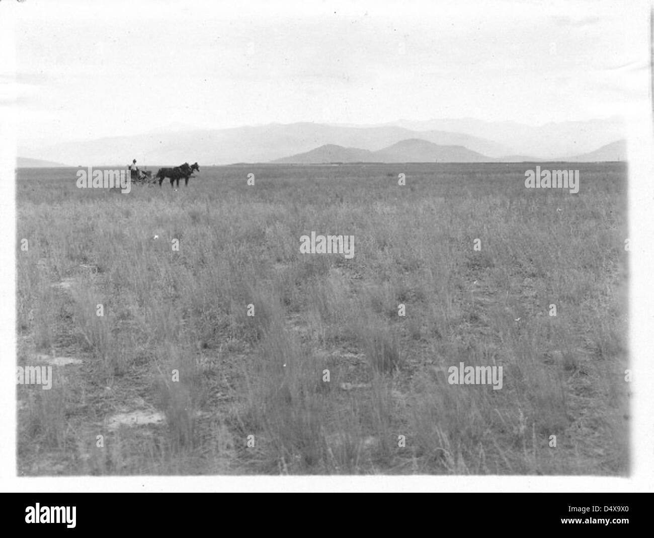 Dieses Foto zeigt einen Buggy in einem Feld innerhalb des Flathead Berigation Project auf der Flathead Reservation in Montana. Das Bild zeigt eine ländliche, landwirtschaftliche Landschaft, die die bäuerlichen Traditionen der Region widerspiegelt. Stockfoto