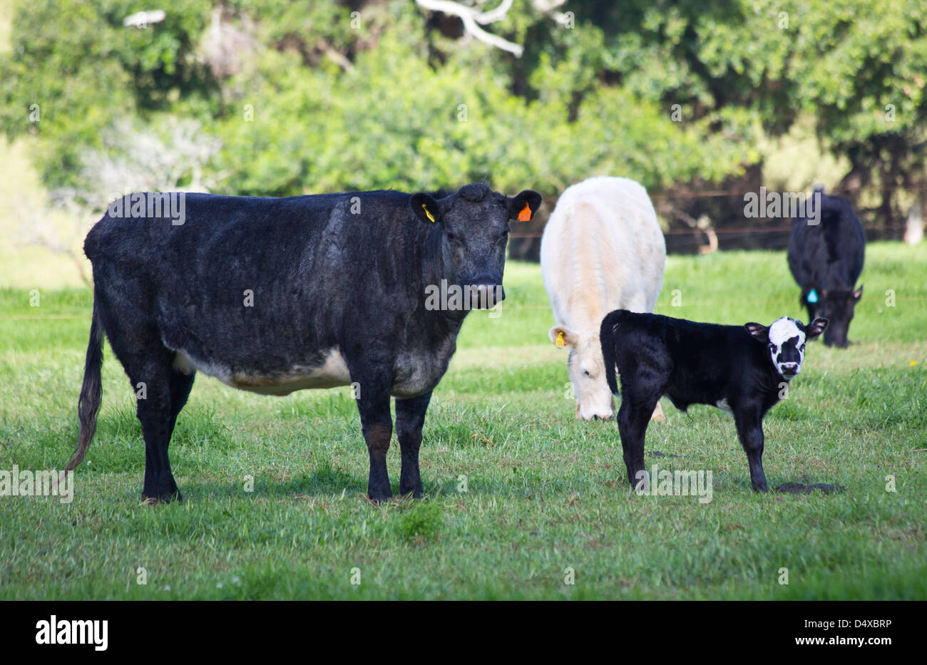 Rinderrasse namens Blue Norfolk, Norfolkinsel, Australien Stockfoto