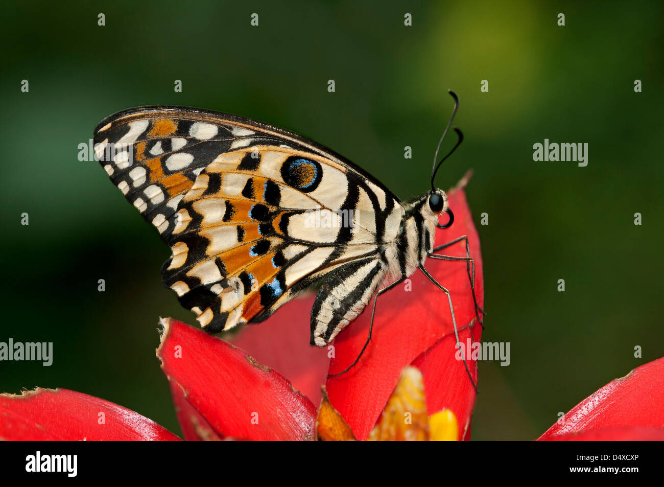 Karierte gemeinsame Kalk oder Schwalbenschwanz Schmetterling (Papilio Demoleus) Stockfoto