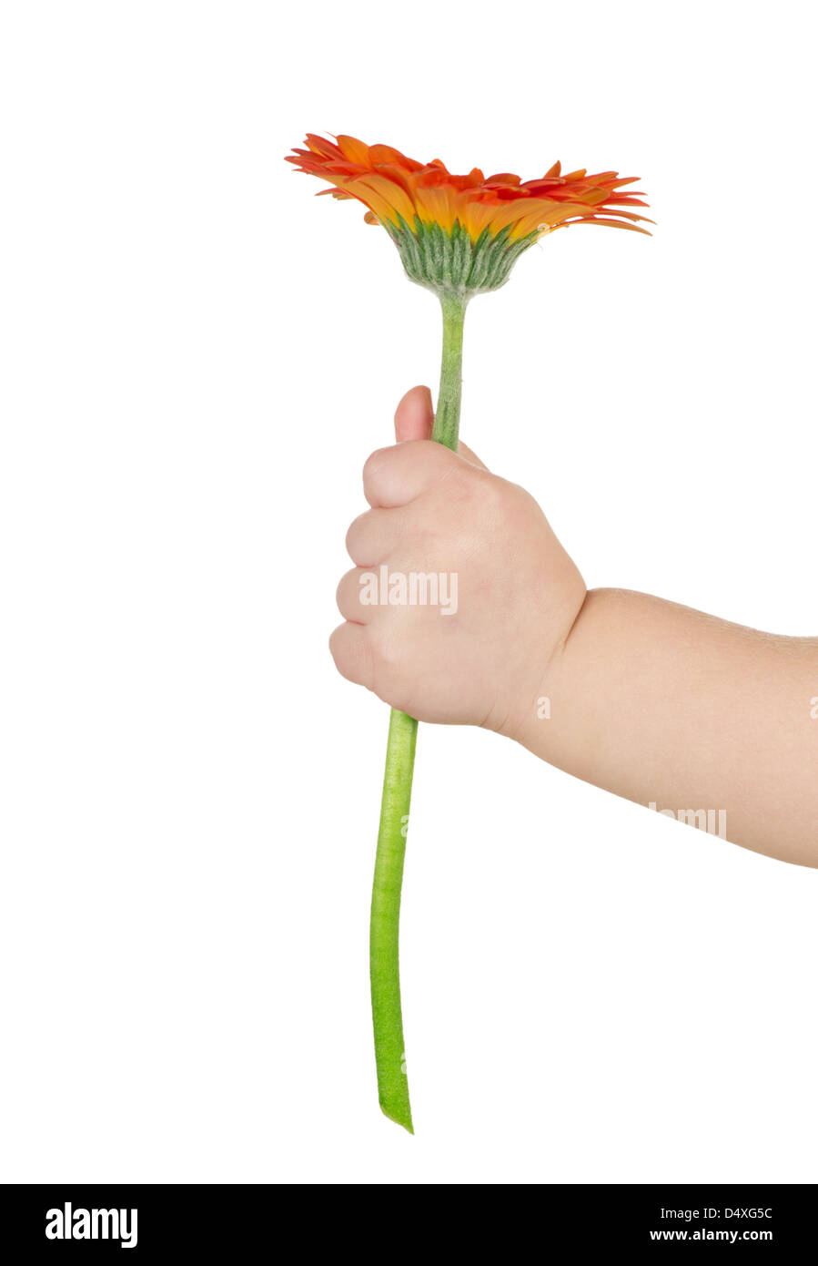 Baby-Hand, die Blume, die isoliert auf weiss Stockfoto