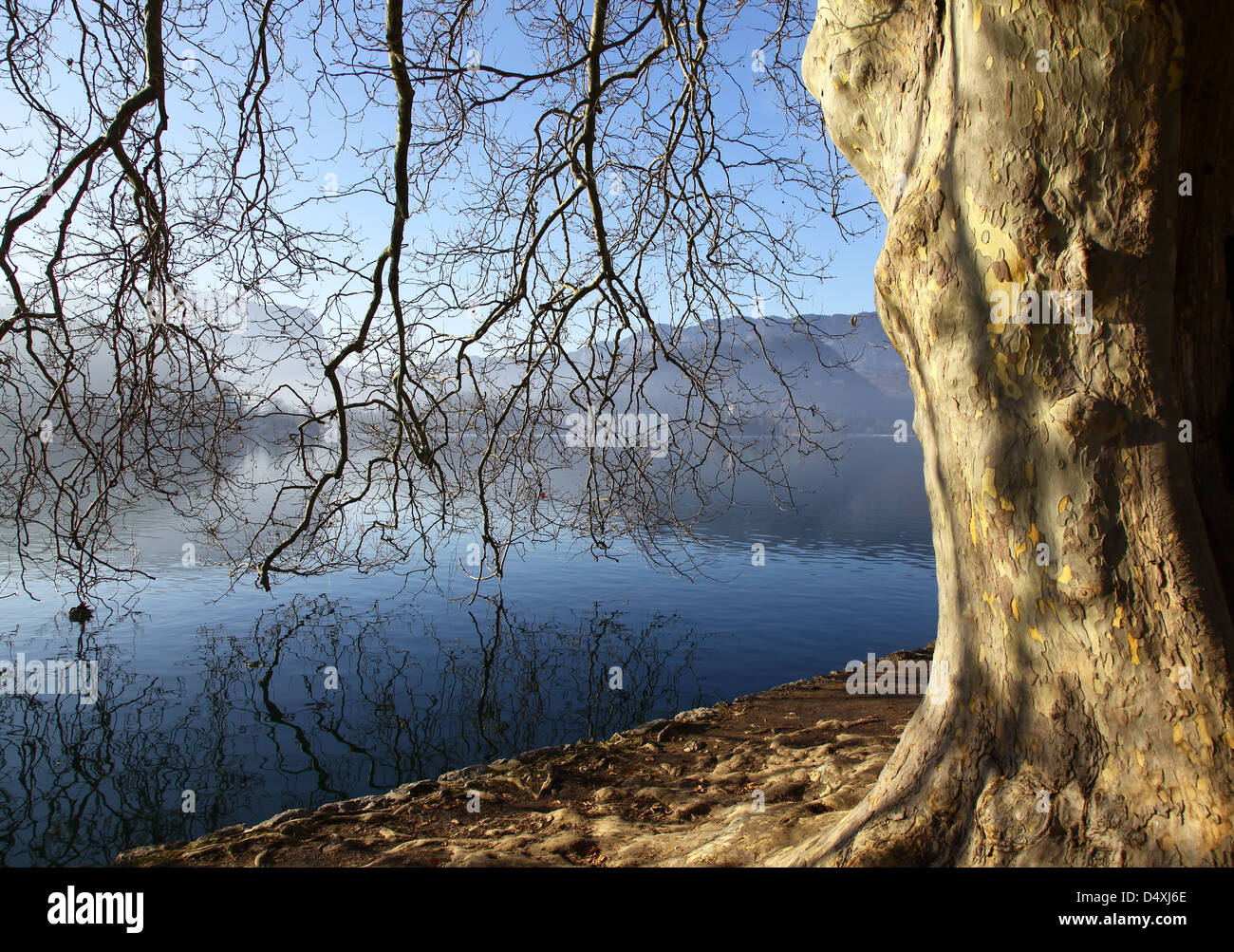 Äste im Wasser gespiegelt an einem nebligen Morgen im Winter auf See Bled Slowenien Stockfoto