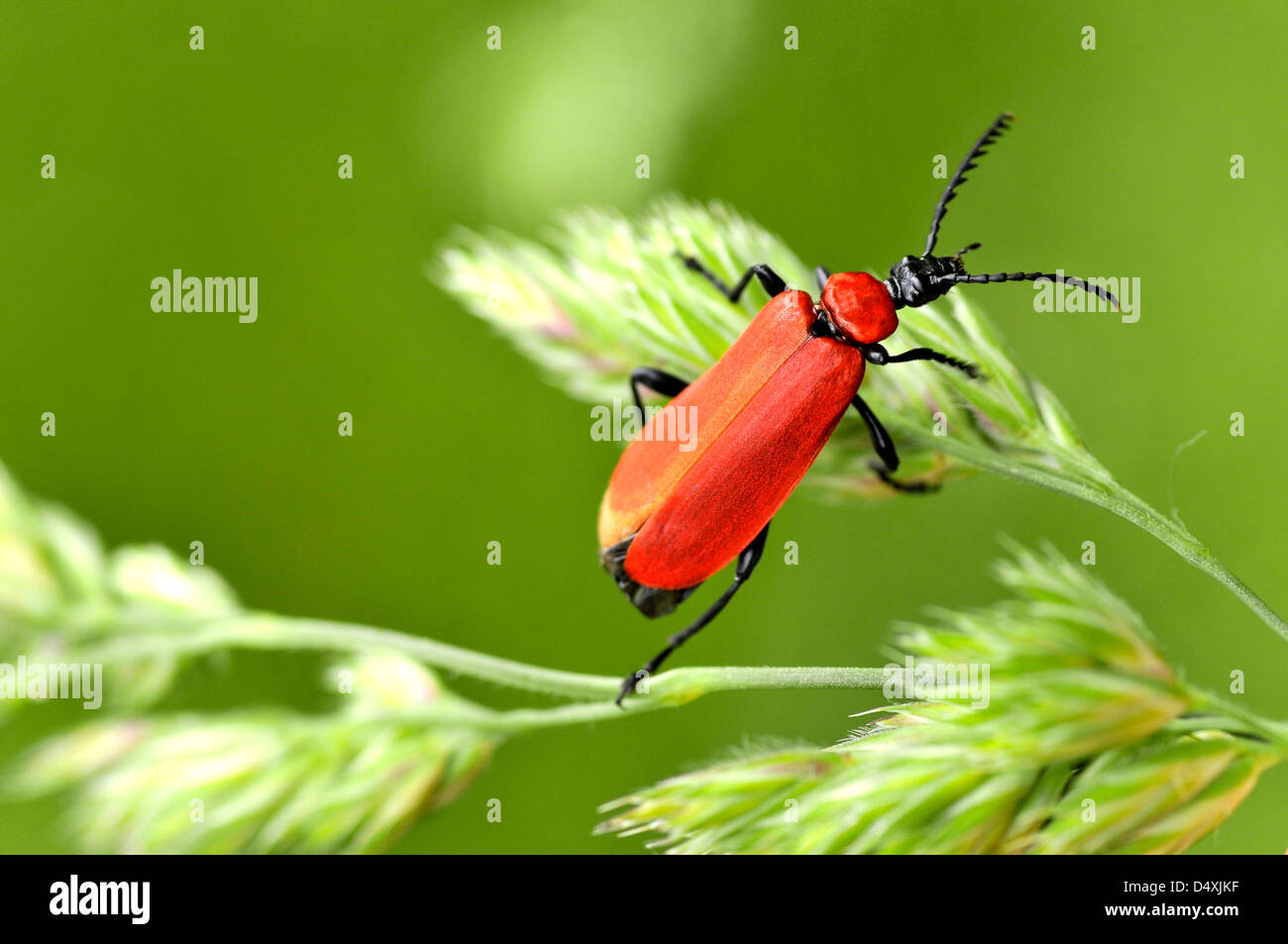 Makro weibliche Kardinal Käfer (Pyrochroa Coccinea) auf dem Rasen Stockfoto