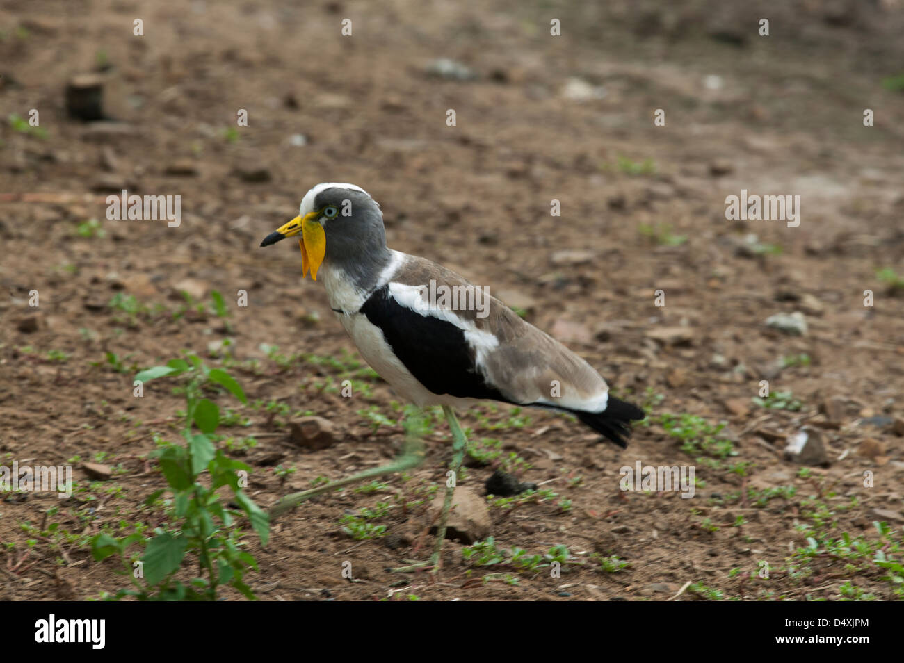 Kiebitz, weiß geleitet oder weiß gekrönt Regenpfeifer Vanellus Albiceps schreiten Stockfoto